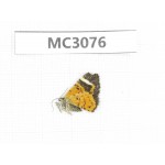 Day flying moths sp. China, W Sichuan, Ganzi area, Kangding. 1Pcs. MC3076.