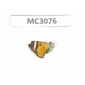 Day flying moths sp. China, W Sichuan, Ganzi area, Kangding. 1Pcs. MC3076.