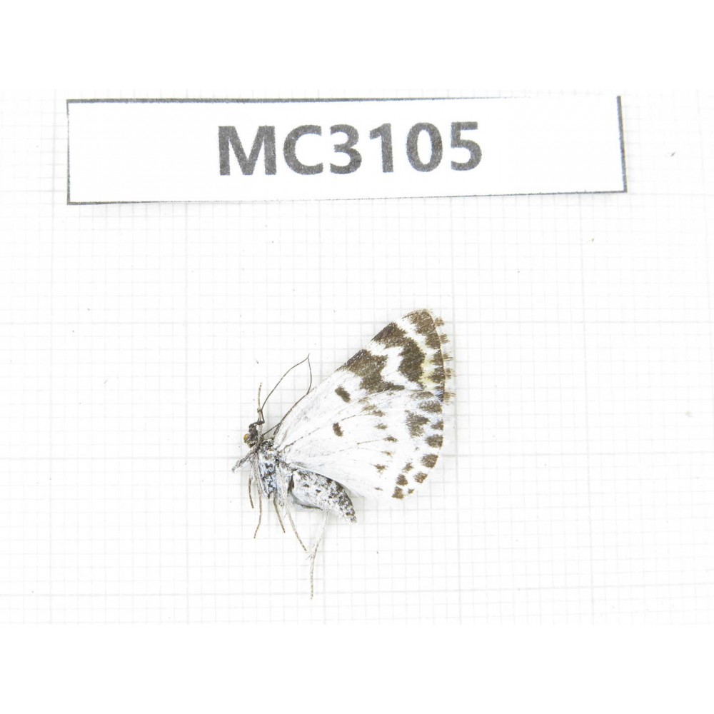 Day flying moths sp. China, Tibet, Qamdo area, N of Qamdo. 1F. MC3105.