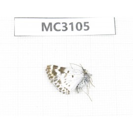 Day flying moths sp. China, Tibet, Qamdo area, N of Qamdo. 1F. MC3105.