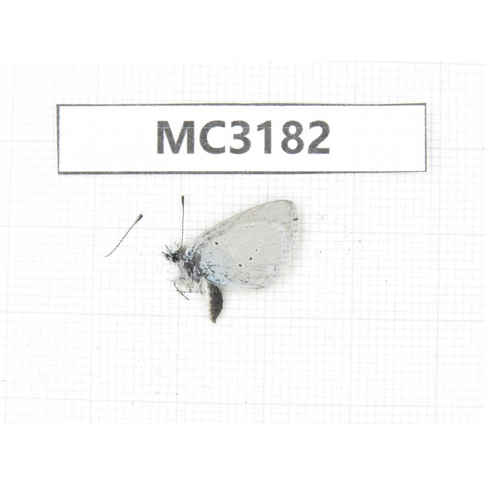 Glaucopsyche lycormas. China, Sichuan, Ganzi area, Ganzi county. 1M. MC3182.
