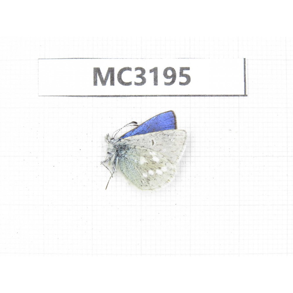 Albulina orbitula. China, Sichuan, Ganzi area, Shiqu county. 1M. MC3195.