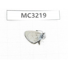 Cupido minimus. China, E of Gansu, Pingliang area, Kongtong town.1M. MC3219.