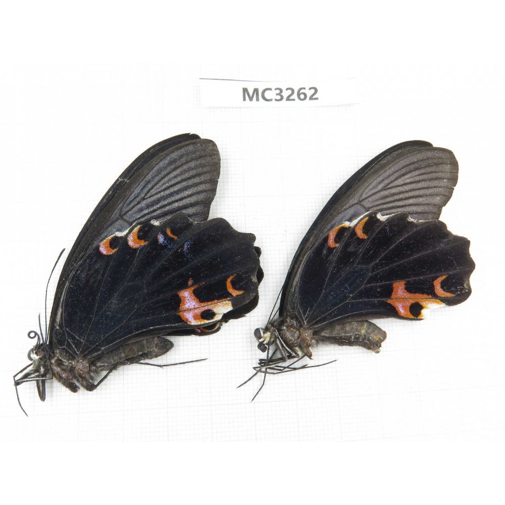 Papilio protenor ssp. China, Guangxi, Baise area, Mt.Cenwanglaoshan.1P. MC3262.