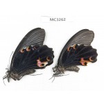 Papilio protenor ssp. China, Guangxi, Baise area, Mt.Cenwanglaoshan.1P. MC3262.