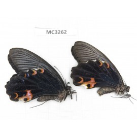 Papilio protenor ssp. China, Guangxi, Baise area, Mt.Cenwanglaoshan.1P. MC3262.