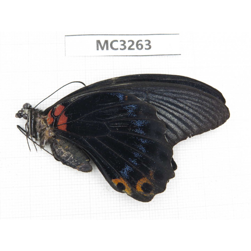 Papilio memnon ssp. China, Guangxi, Baise area, Mt.Cenwanglaoshan.1M. MC3263.