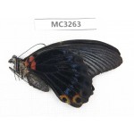 Papilio memnon ssp. China, Guangxi, Baise area, Mt.Cenwanglaoshan.1M. MC3263.