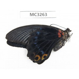 Papilio memnon ssp. China, Guangxi, Baise area, Mt.Cenwanglaoshan.1M. MC3263.