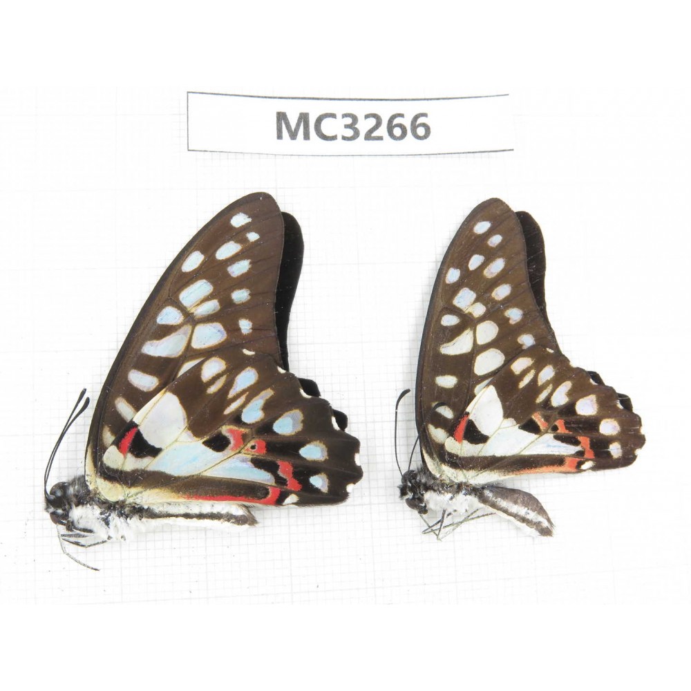 Graphium doson ssp. China, Guangxi, Baise, Mt. Cenwanglaoshan. 2M. MC3266.
