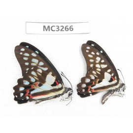 Graphium doson ssp. China, Guangxi, Baise, Mt. Cenwanglaoshan. 2M. MC3266.