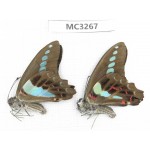 Graphium sarpedon ssp. China, Guangxi, Baise, Mt. Cenwanglaoshan. 2M. MC3267.