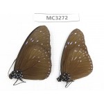 Euploea mulciber. China, Guangxi, Baise, Mt. Cenwanglaoshan. 2M. MC3272.