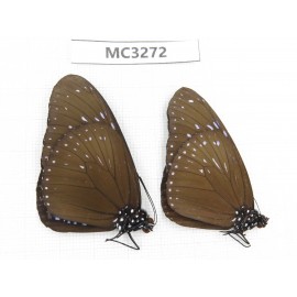 Euploea mulciber. China, Guangxi, Baise, Mt. Cenwanglaoshan. 2M. MC3272.