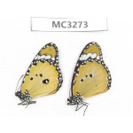 Danaus chrysippus. China, Guangxi, Baise, Mt. Cenwanglaoshan. 1P. MC3273.