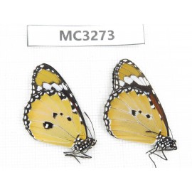 Danaus chrysippus. China, Guangxi, Baise, Mt. Cenwanglaoshan. 1P. MC3273.