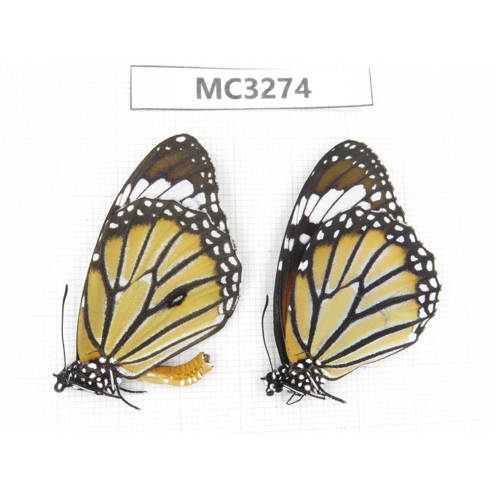 Danaus genutia. China, Guangxi, Baise, Mt. Cenwanglaoshan. 1P. MC3274.