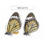 Danaus genutia. China, Guangxi, Baise, Mt. Cenwanglaoshan. 1P. MC3274.