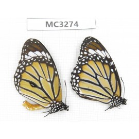 Danaus genutia. China, Guangxi, Baise, Mt. Cenwanglaoshan. 1P. MC3274.