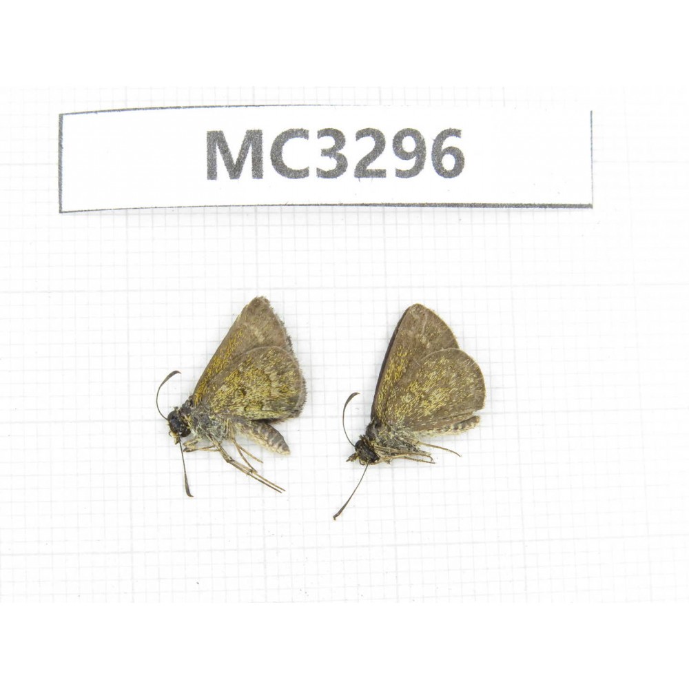 Aeromachus sp. China,  Guangxi, Baise area, Mt. Cenwanglaoshan. 2M. MC3296.