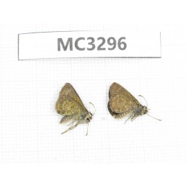 Aeromachus sp. China,  Guangxi, Baise area, Mt. Cenwanglaoshan. 2M. MC3296.