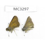 Polytremis sp. China,  Guangxi, Baise area, Mt. Cenwanglaoshan. 2M. MC3297.