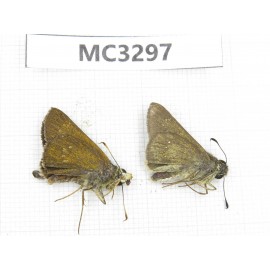 Polytremis sp. China,  Guangxi, Baise area, Mt. Cenwanglaoshan. 2M. MC3297.