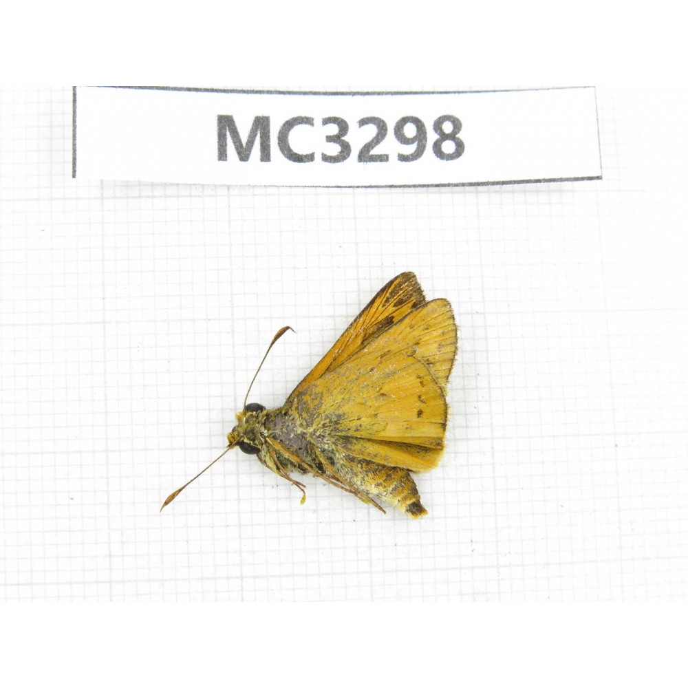 Ochlodes sp. China,  Guangxi, Baise area, Mt. Cenwanglaoshan. 1M. MC3298.