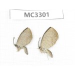 Miletus chinensis. China, Guangxi, Baise area, Mt. Cenwanglaoshan. 2M. MC3301.