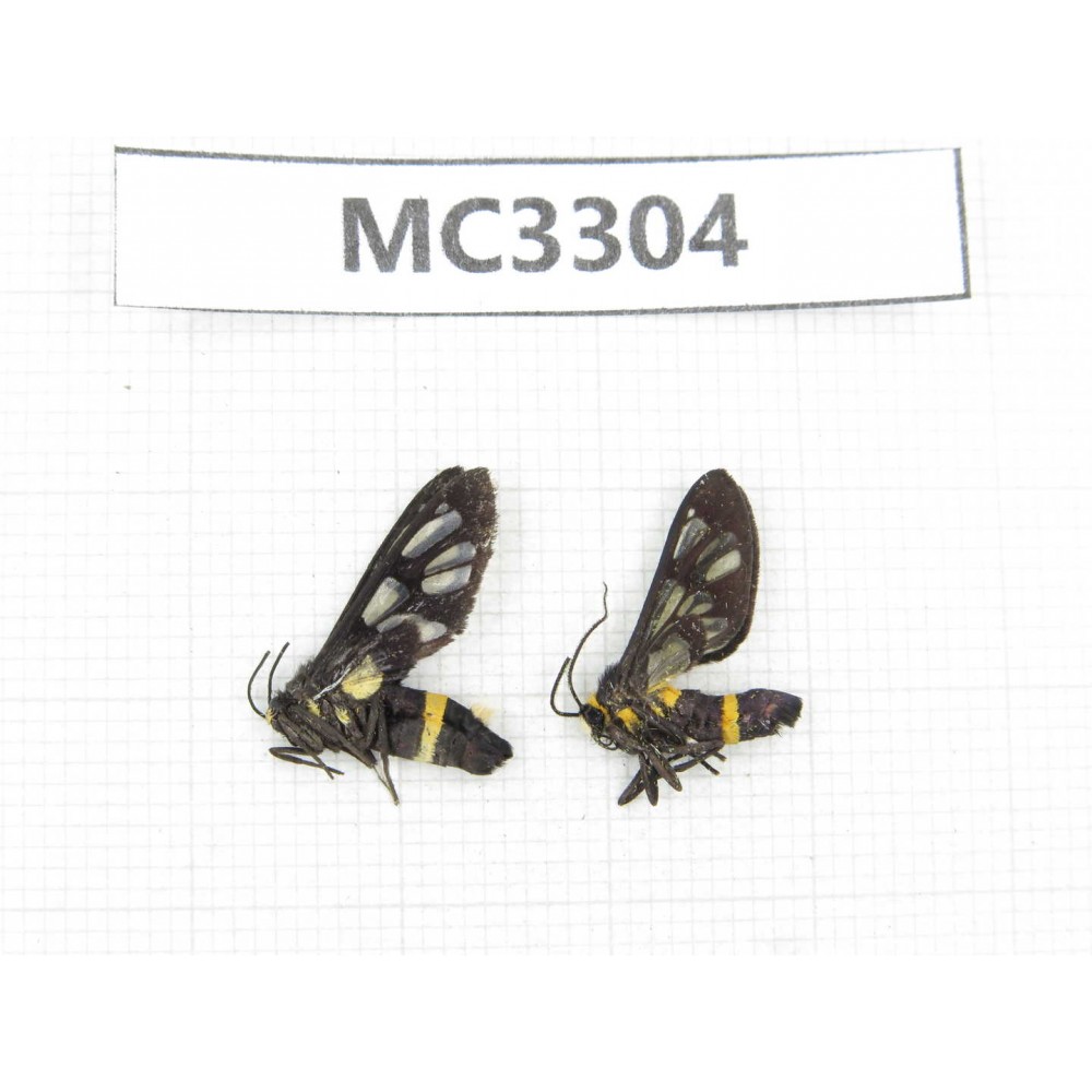 Day flying moths sp. China, Guangxi, Baise area, Mt. Cenwanglaoshan.2Pcs. MC3304.