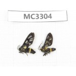 Day flying moths sp. China, Guangxi, Baise area, Mt. Cenwanglaoshan.2Pcs. MC3304.