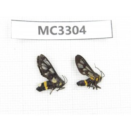 Day flying moths sp. China, Guangxi, Baise area, Mt. Cenwanglaoshan.2Pcs. MC3304.