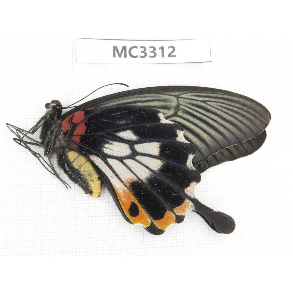 Papilio memnon ssp. China, Guangxi, Chongzuo, Daxin county. 1F. MC3312.