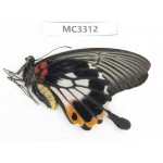 Papilio memnon ssp. China, Guangxi, Chongzuo, Daxin county. 1F. MC3312.