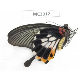 Papilio memnon ssp. China, Guangxi, Chongzuo, Daxin county. 1F. MC3312.