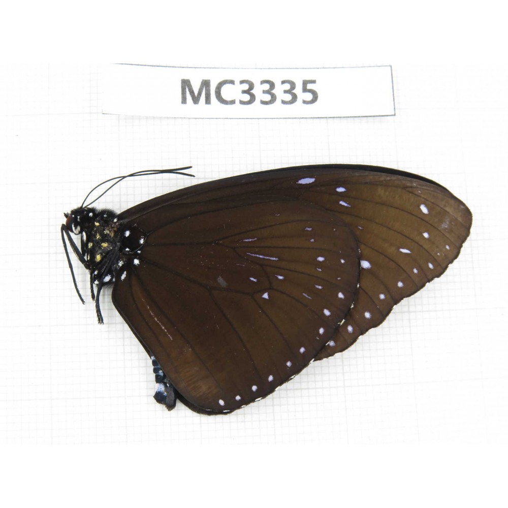 Euploea mulciber. China, Guangxi, Chongzuo, Daxin county. 1M. MC3335.