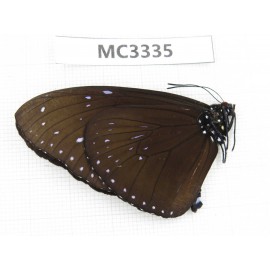 Euploea mulciber. China, Guangxi, Chongzuo, Daxin county. 1M. MC3335.