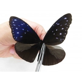 Euploea mulciber. China, Guangxi, Chongzuo, Daxin county. 1M. MC3335.