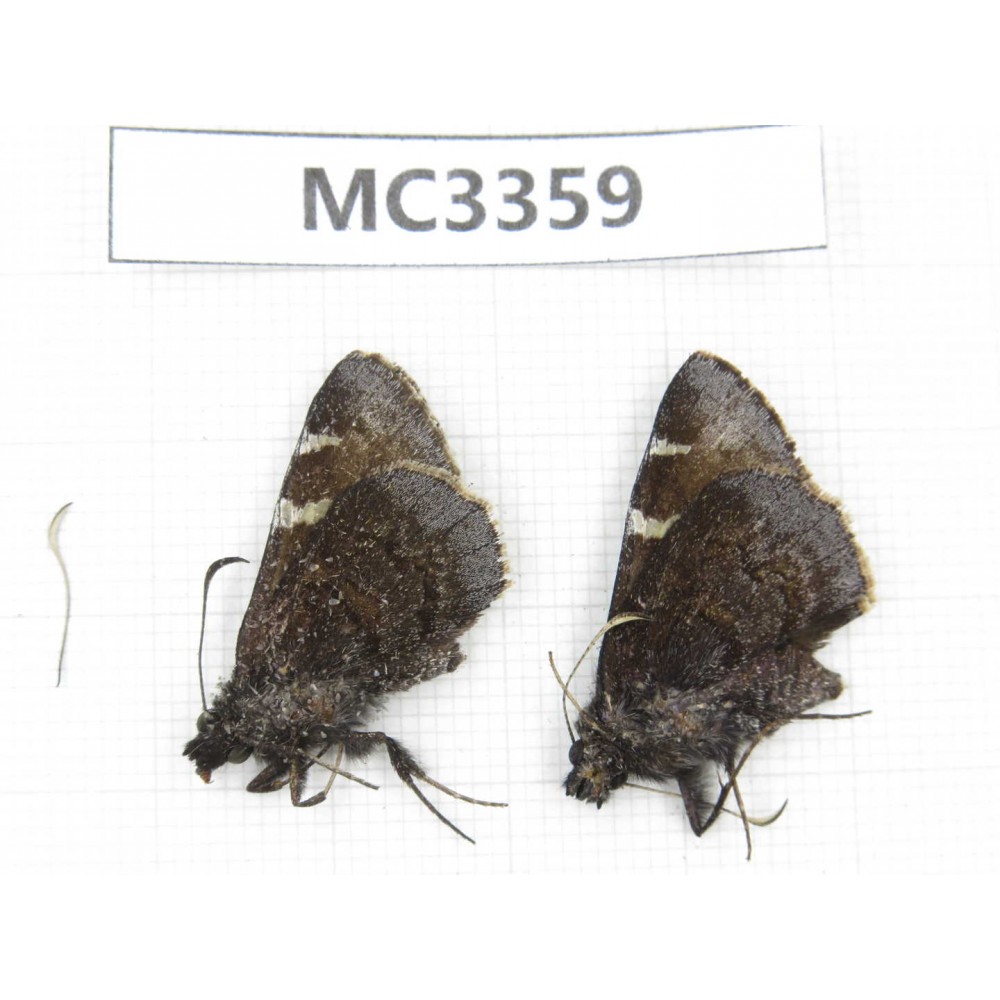 Lobocla simplex. China, Sichuan, Ganzi area, Derong county. 2F. MC3359.