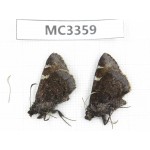 Lobocla simplex. China, Sichuan, Ganzi area, Derong county. 2F. MC3359.