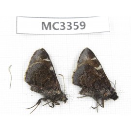 Lobocla simplex. China, Sichuan, Ganzi area, Derong county. 2F. MC3359.