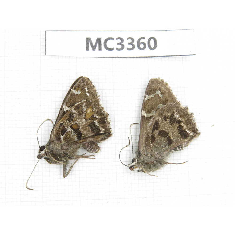 Lobocla germana. China, Sichuan, Ganzi area, Derong county. 2F. MC3360.