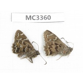 Lobocla germana. China, Sichuan, Ganzi area, Derong county. 2F. MC3360.