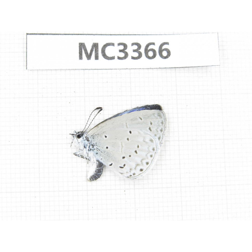 Celastrina sp. China, W of Sichuan, Ganzi area, Derong county. 1M. MC3366.
