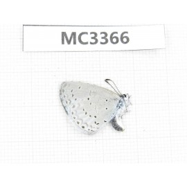 Celastrina sp. China, W of Sichuan, Ganzi area, Derong county. 1M. MC3366.