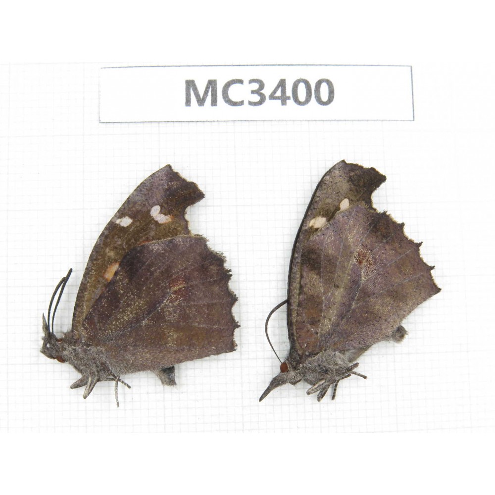 Libythea lepita. China, S part of Shaanxi, Ankang, Ningshan county. 2M. MC3400.