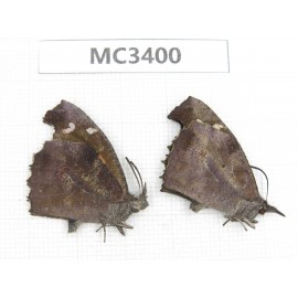 Libythea lepita. China, S part of Shaanxi, Ankang, Ningshan county. 2M. MC3400.