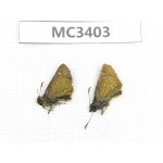 Ochlodes sp. China, Shaanxi, Ankang, Ningshan county. 2M. MC3403.