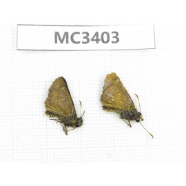 Ochlodes sp. China, Shaanxi, Ankang, Ningshan county. 2M. MC3403.