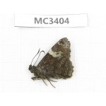 Lobocla bifasciata. China, Shaanxi, Ankang, Ningshan county. 1M. MC3404.